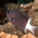Bicolor Chromis - Photo (c) Rickard Zerpe, some rights reserved (CC BY)