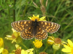 Melitaea aurelia