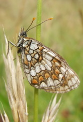 Melitaea aurelia