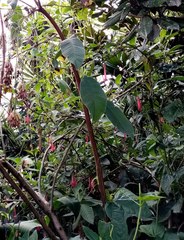 Cyclanthera brachystachya