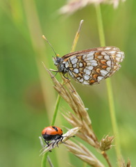 Melitaea aurelia