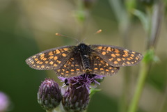 Melitaea aurelia