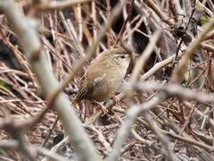Troglodytes troglodytes