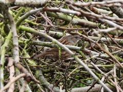 Prunella modularis