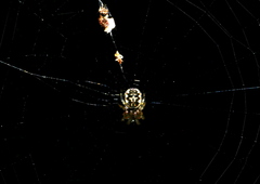Araneus ejusmodi