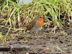 Erithacus rubecula