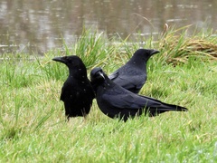 Corvus corone