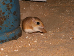 Gerbillus hoogstraali