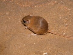 Gerbillus hoogstraali