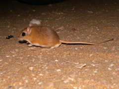 Gerbillus hoogstraali