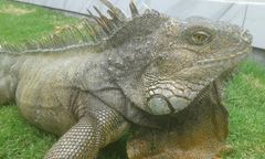 Iguana iguana
