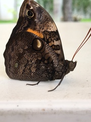 Opsiphanes invirae