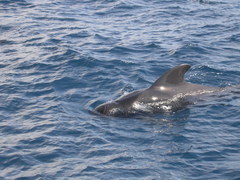 Globicephala