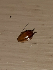 Chorisoneura texensis