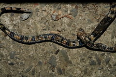 Sinomicrurus sauteri