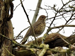 Turdus philomelos