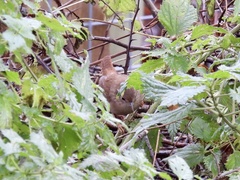 Troglodytes troglodytes