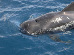 Globicephala