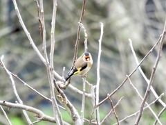 Carduelis carduelis