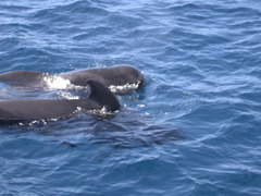 Globicephala