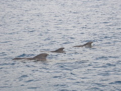 Globicephala