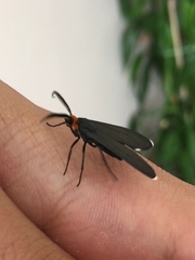 Ctenucha rubriceps