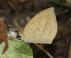 Eurema laeta laeta