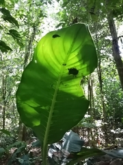 Dieffenbachia longispatha