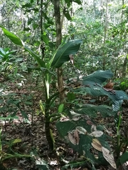 Dieffenbachia longispatha
