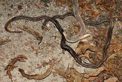 Sinomicrurus sauteri