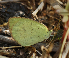 Eurema brigitta rubella