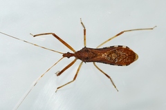 Rocconota annulicornis