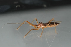 Rocconota annulicornis