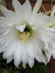 Epiphyllum oxypetalum