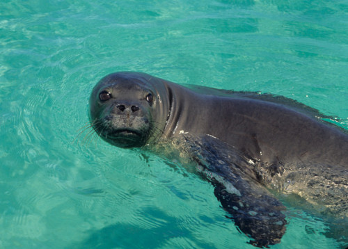 Hawaiian Monk Seal