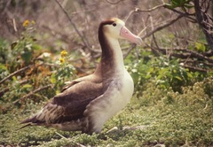 Short-Tailed Albatross photo 4