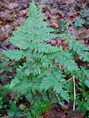 Dryopteris dilatata