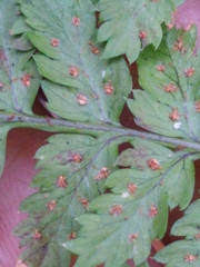 Dryopteris dilatata