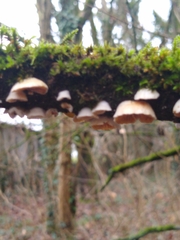 Fungi