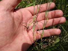 Dianthus cretaceus