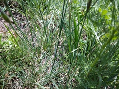 Dianthus cretaceus