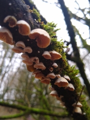 Fungi