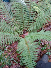 Polystichum setiferum