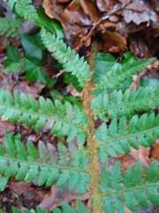 Polystichum setiferum