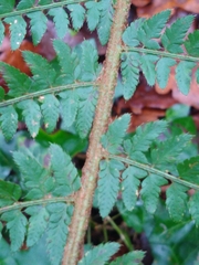 Polystichum setiferum