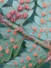 Polystichum setiferum