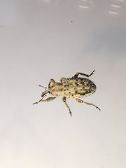 Hypera pastinacae