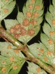 Polystichum setiferum