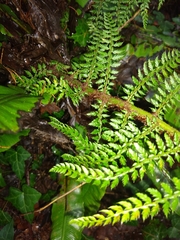 Polystichum setiferum
