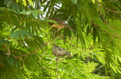 Microspingus cinereus
